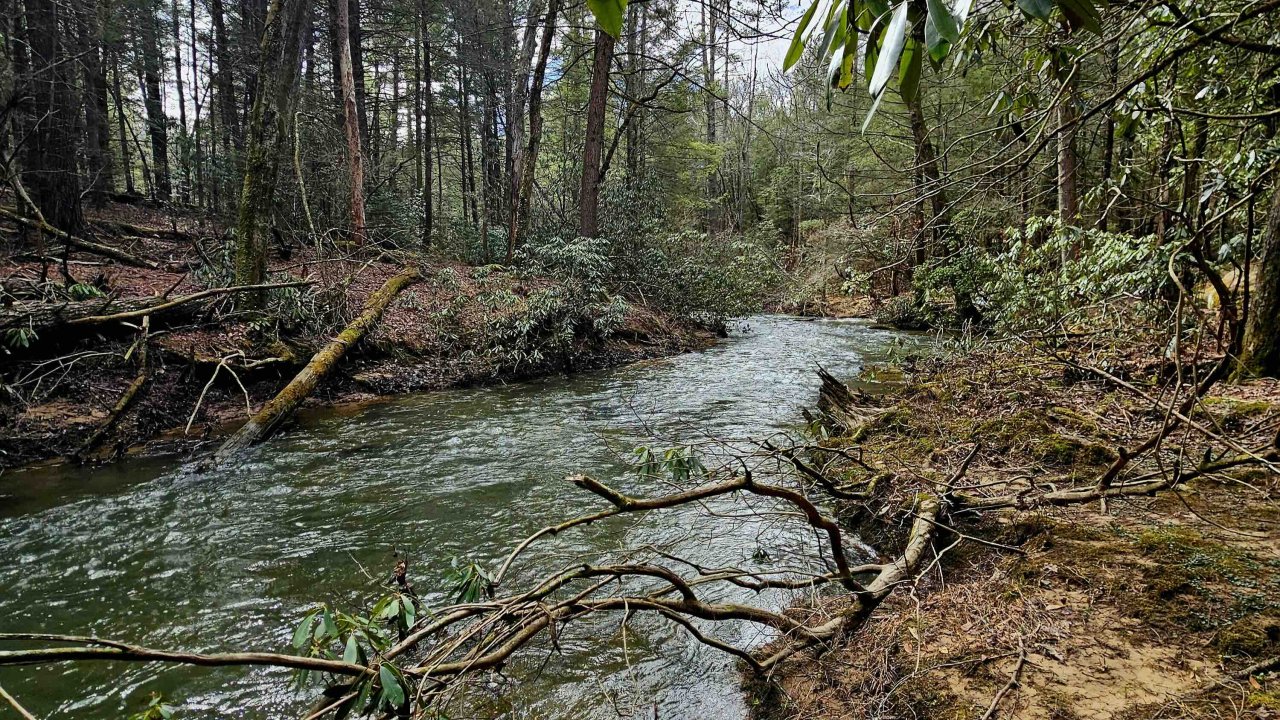 Sunlight filtering through leaves above a forested stream with fallen logs.