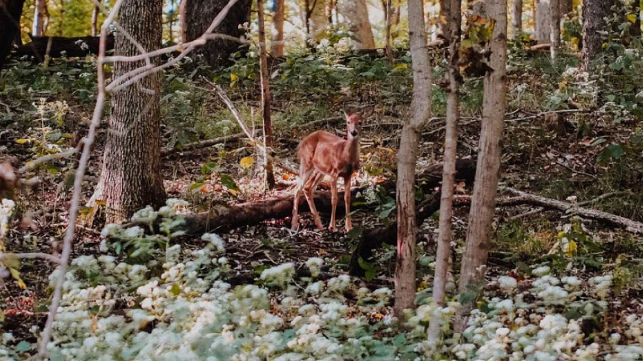 deer standing in the wilderness in the forest