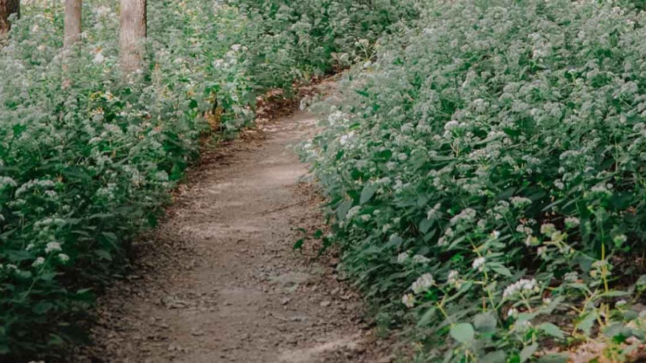 dirt trail surrounded by flowers