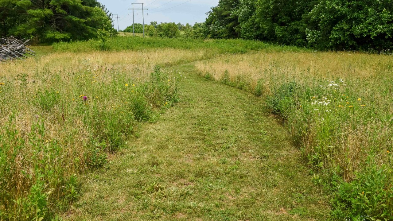 Narrow path through a lush green meadow, bordered by trees.