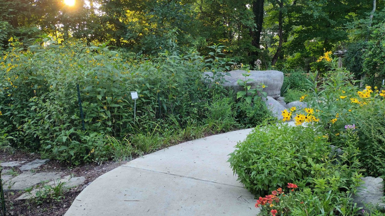 Curvy path through a lush garden with yellow flowers at sunset.