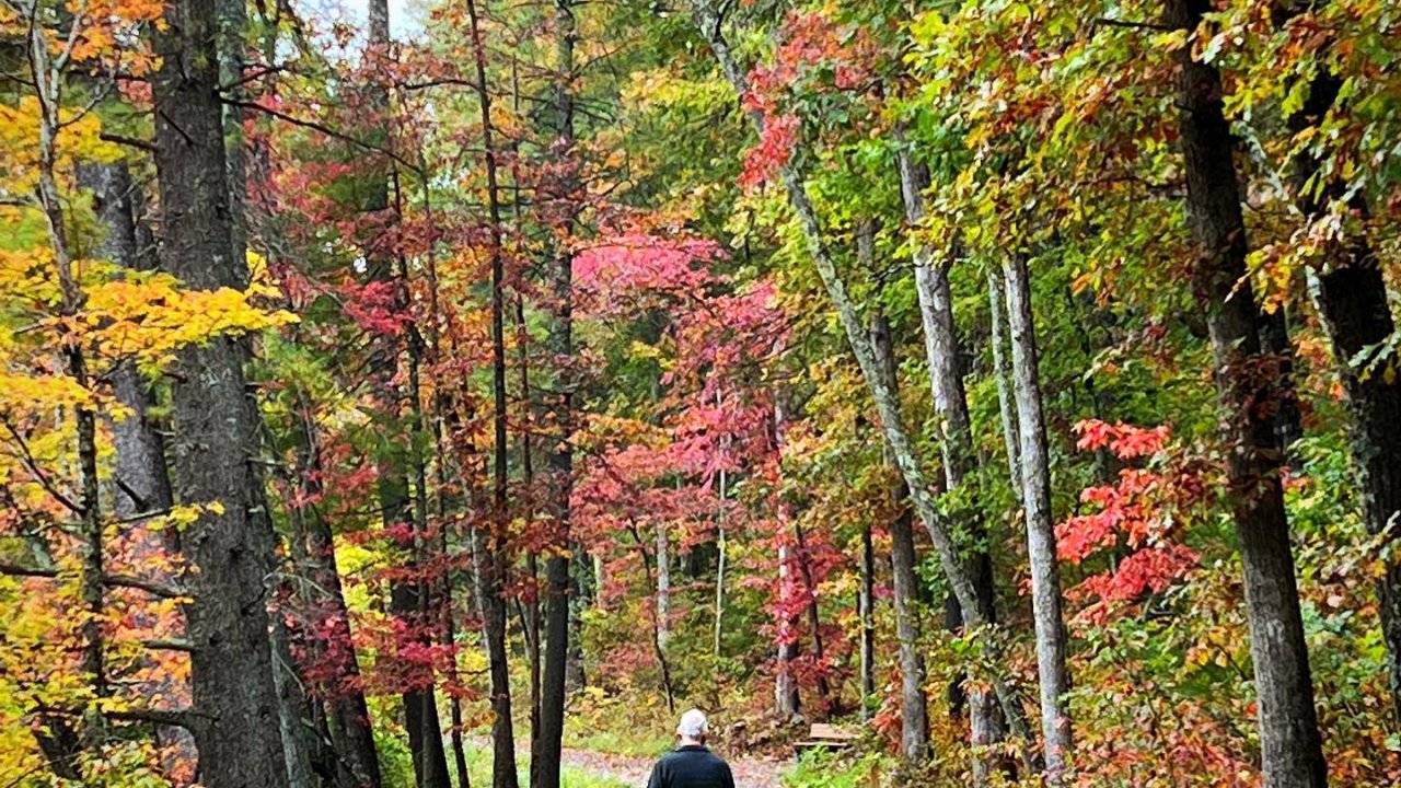 Person walking down a forest path surrounded by autumn foliage.