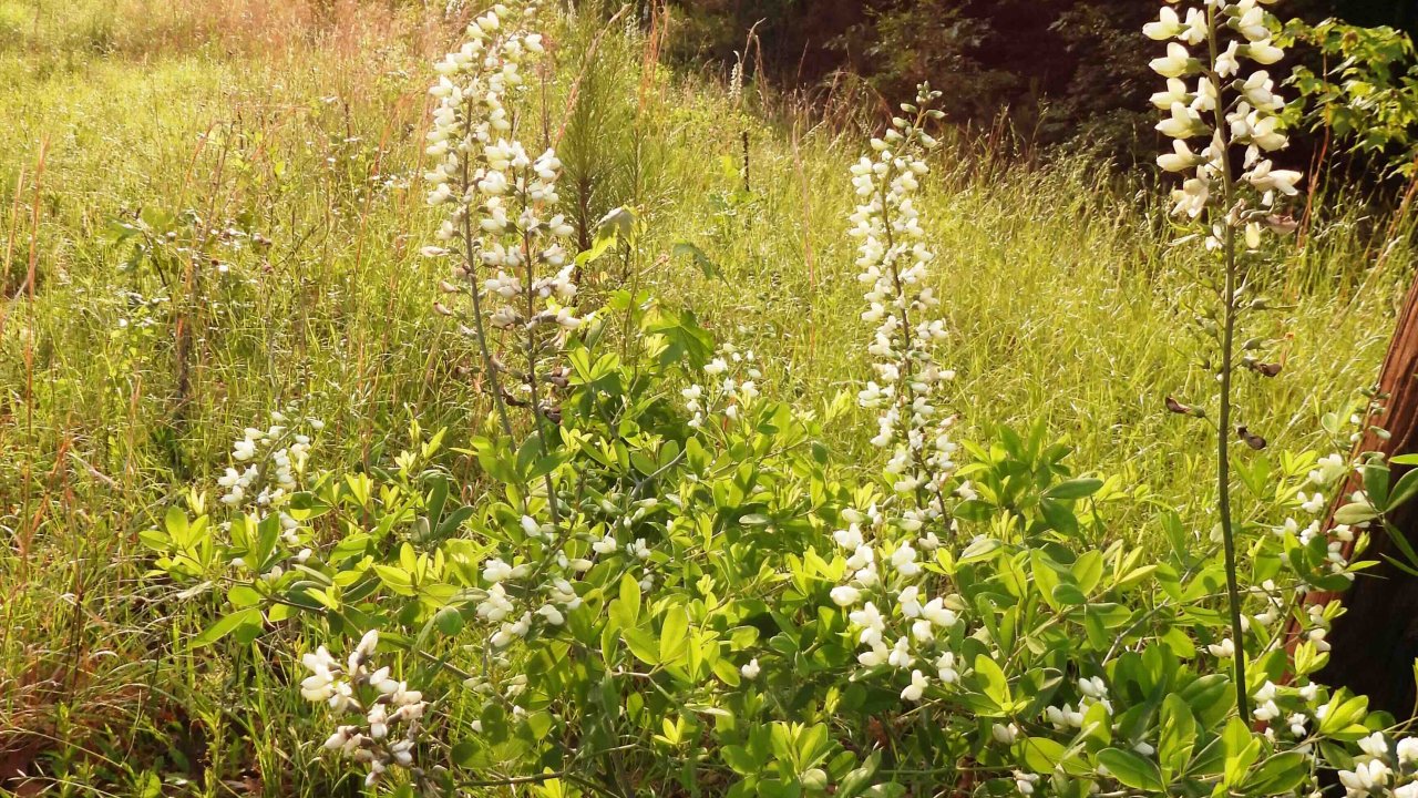 Wildflowers in a sunlit meadow with a dirt path in the background.