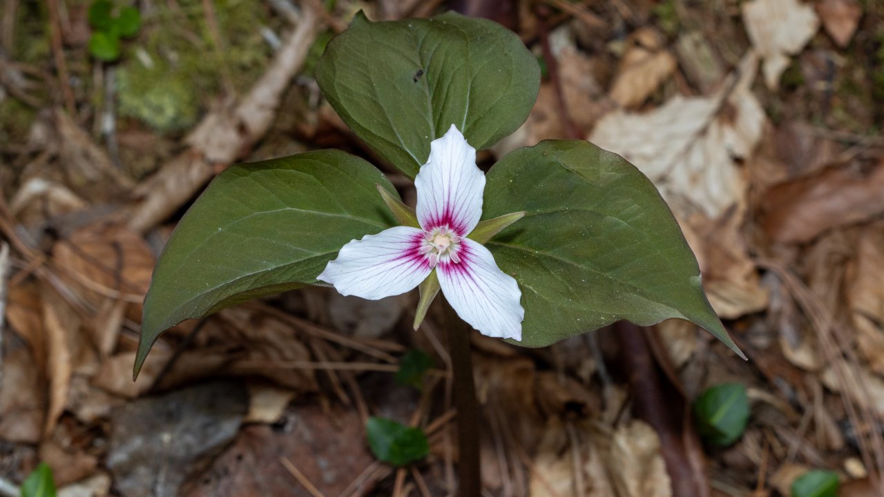 Trillium flower with white petals and pink center, growing among leaf litter.