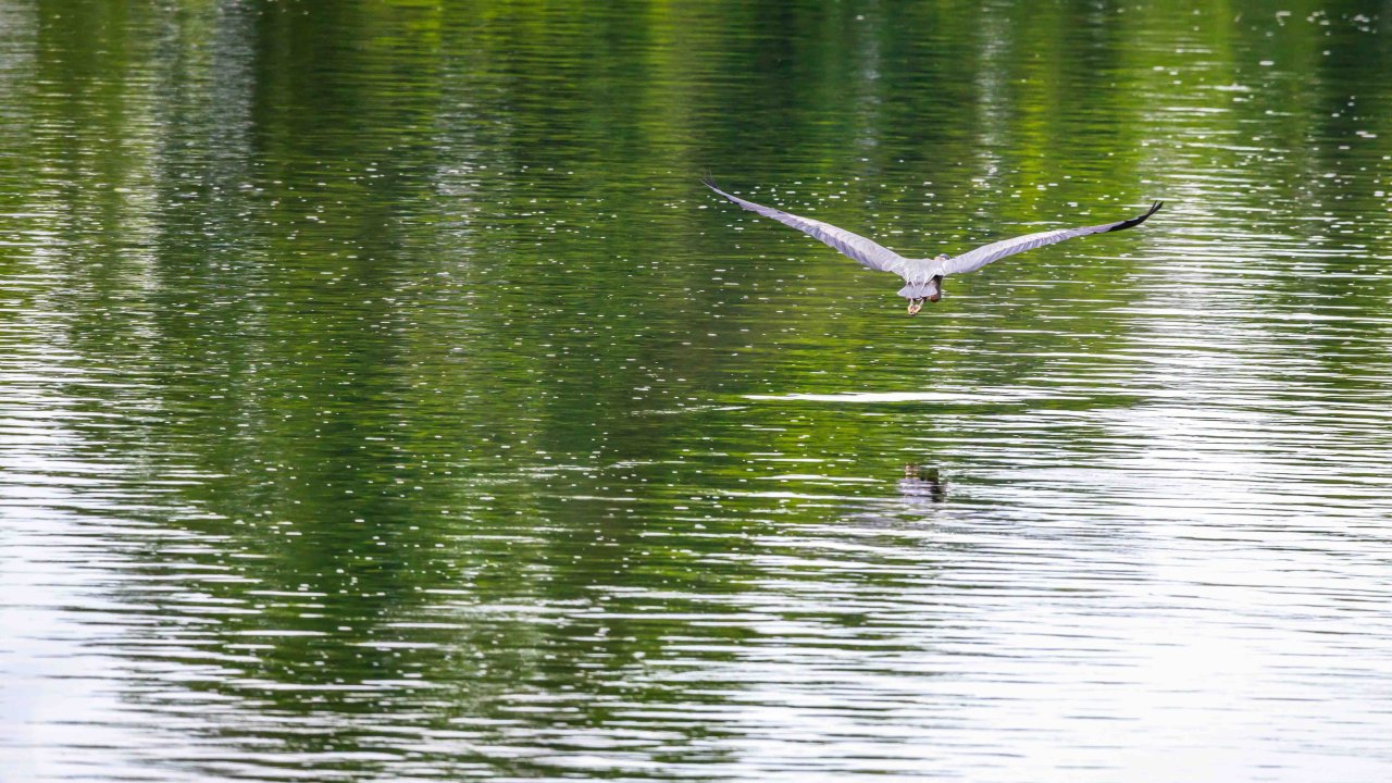Seagull flying low over a reflective green water surface.