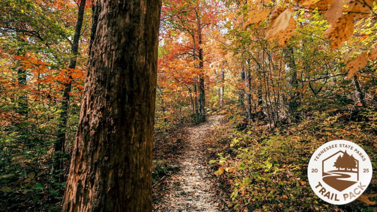 A natural trail in the forest during the Fall.
