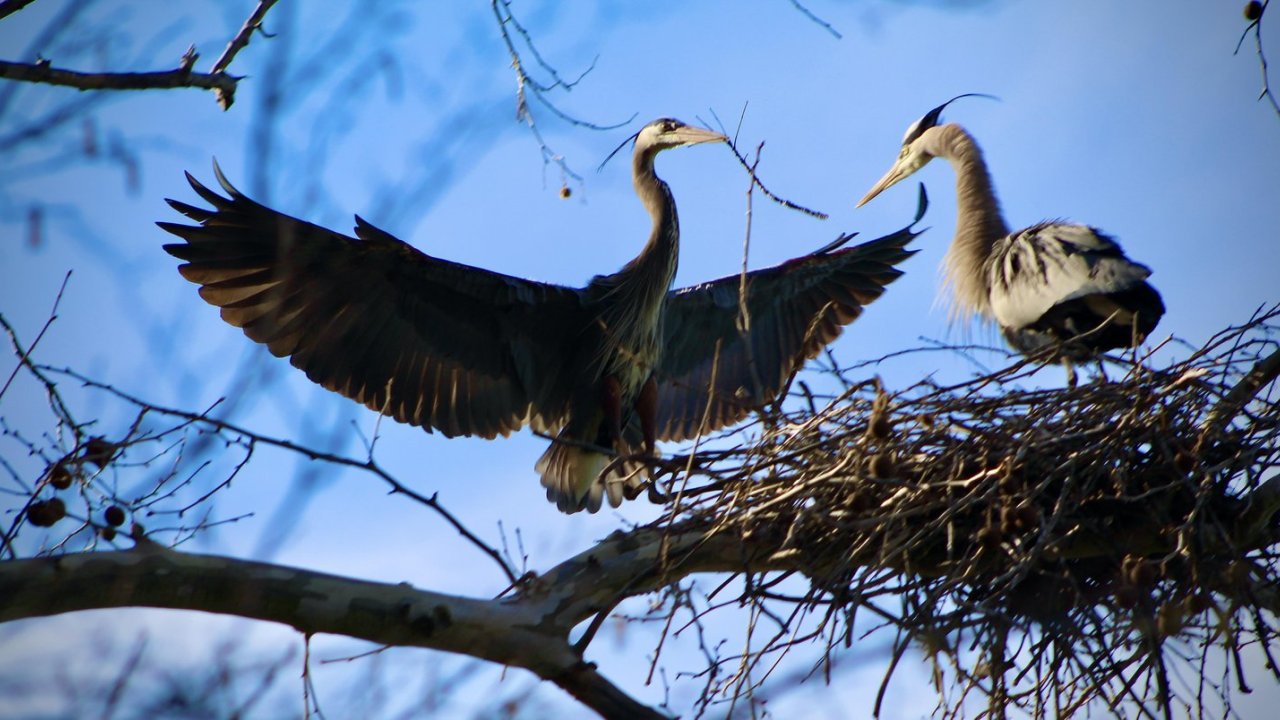 birds