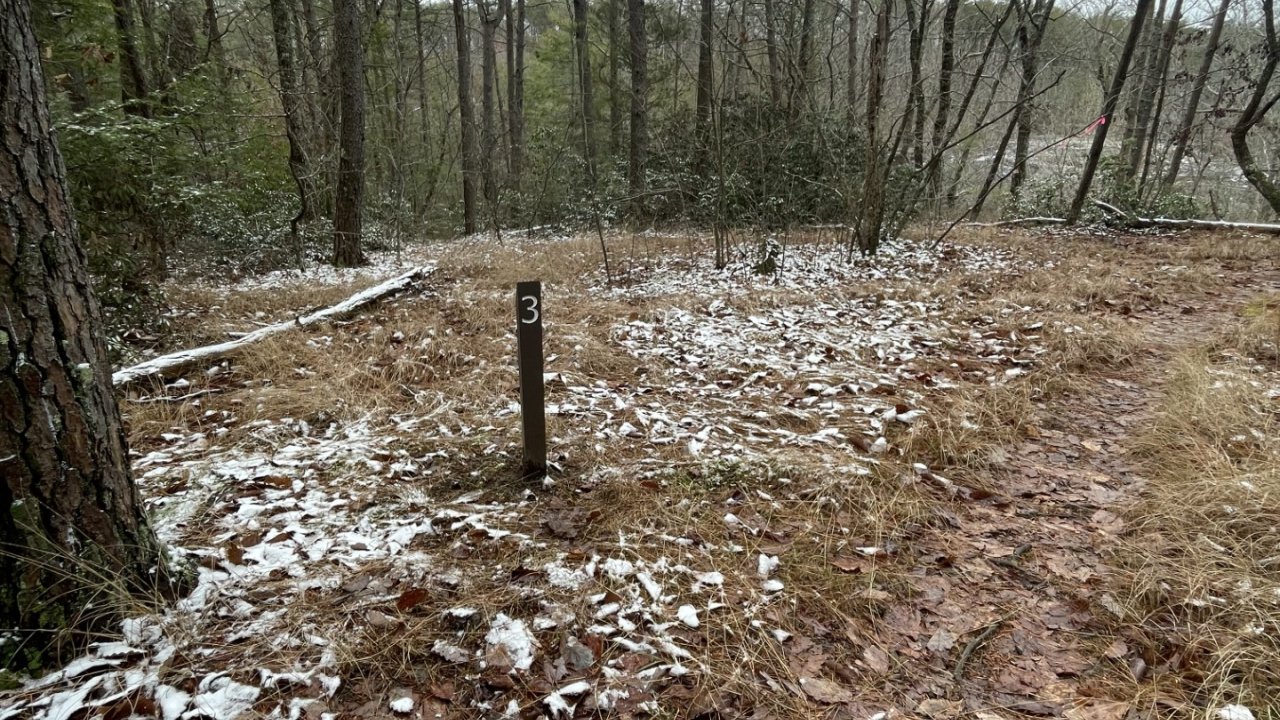 Forest trail with sparse snow on leaves, surrounded by bare trees.
