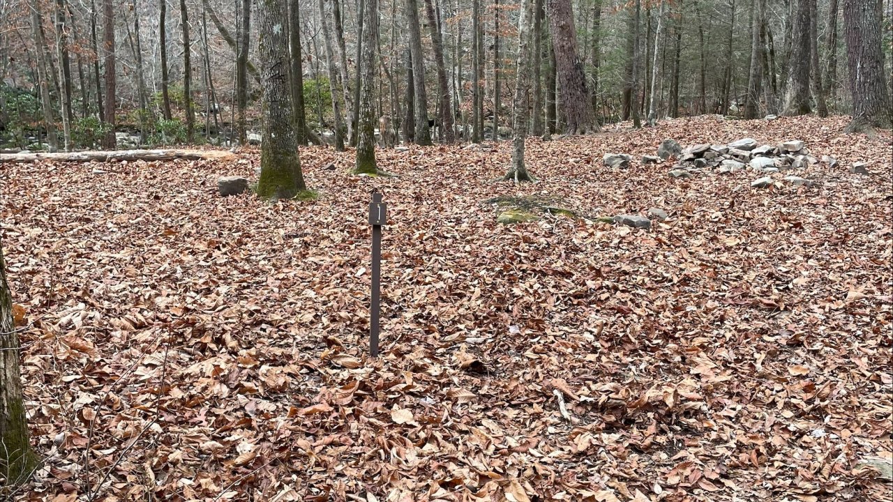 Leaf-covered forest floor with scattered trees in autumn.