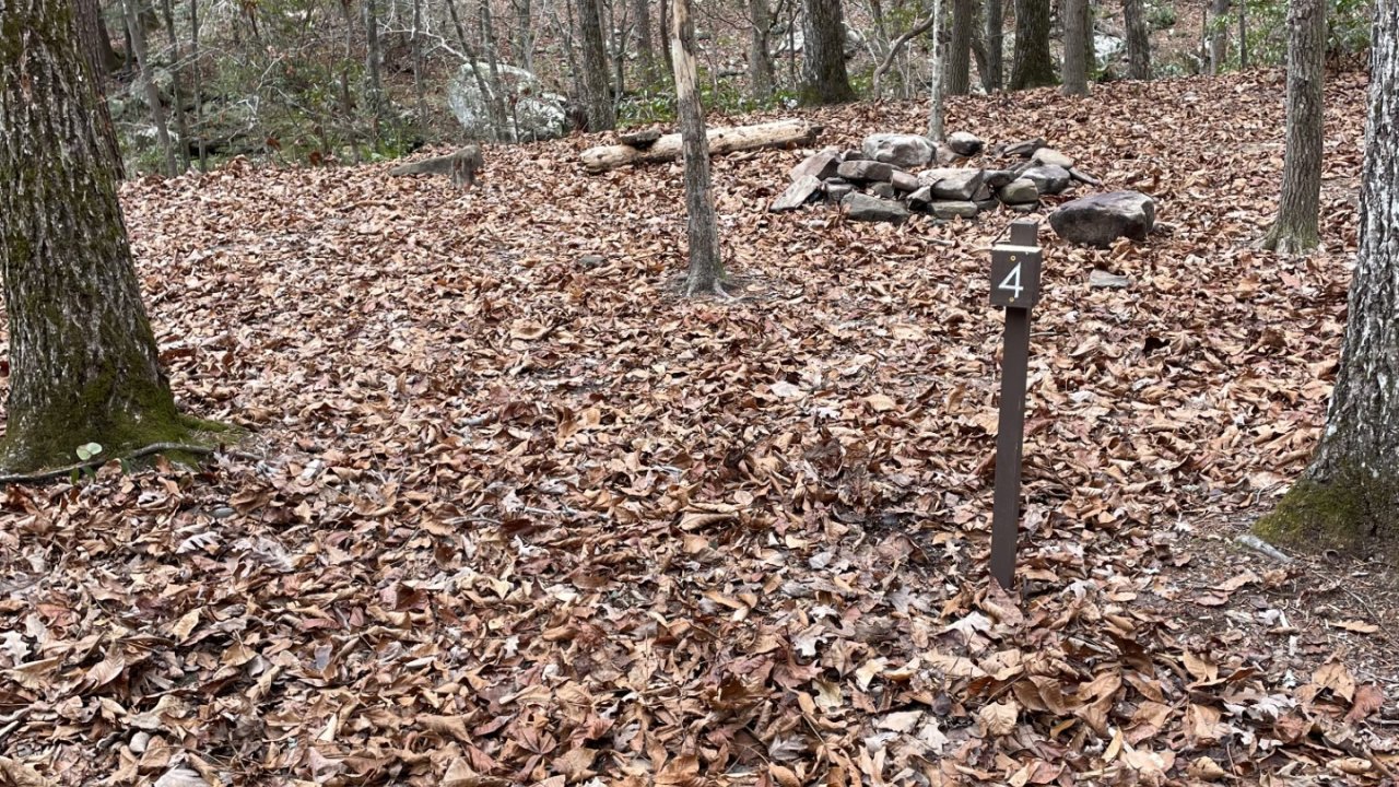 Forest floor covered with fallen leaves, surrounded by trees.