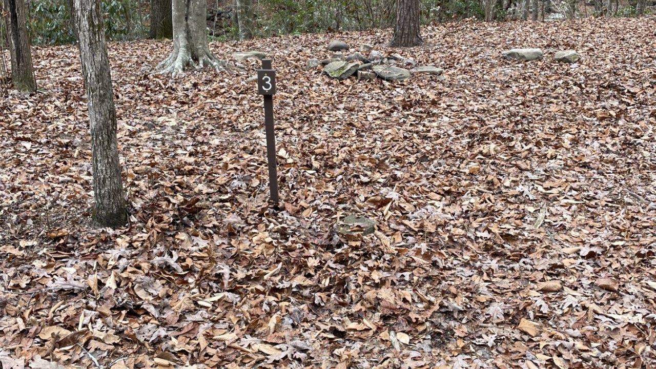 Forest floor covered in fallen leaves, with scattered tree trunks and undergrowth.