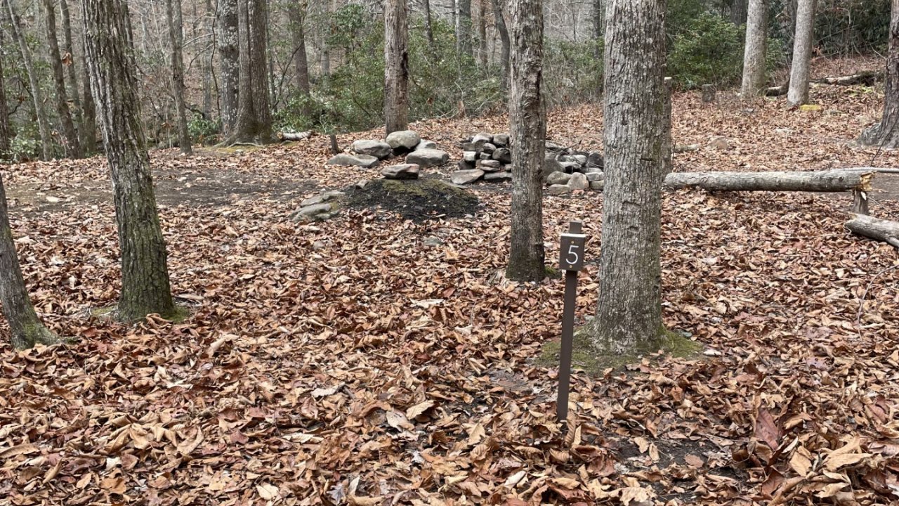 Forest clearing with fallen leaves and scattered logs.