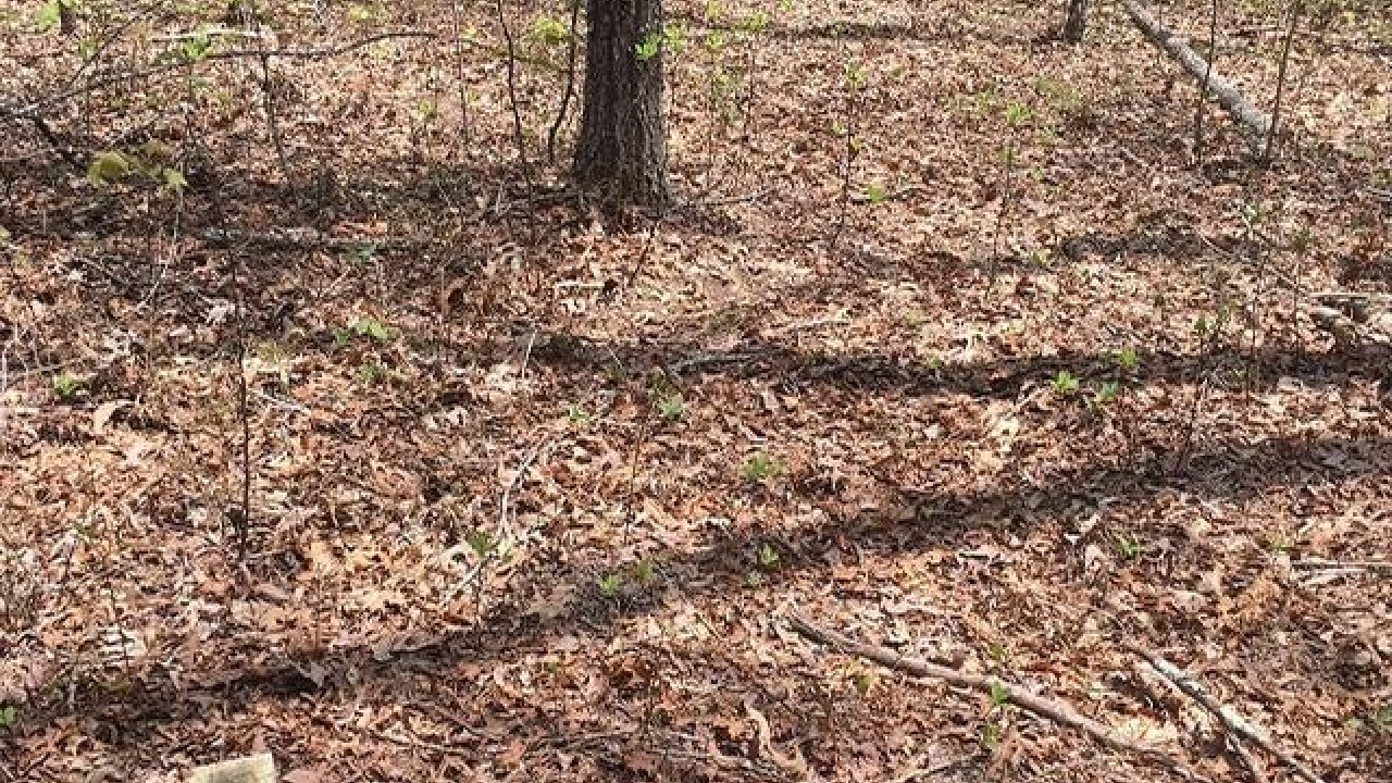 Forest path with sparse trees and a brown marker labeled "4."