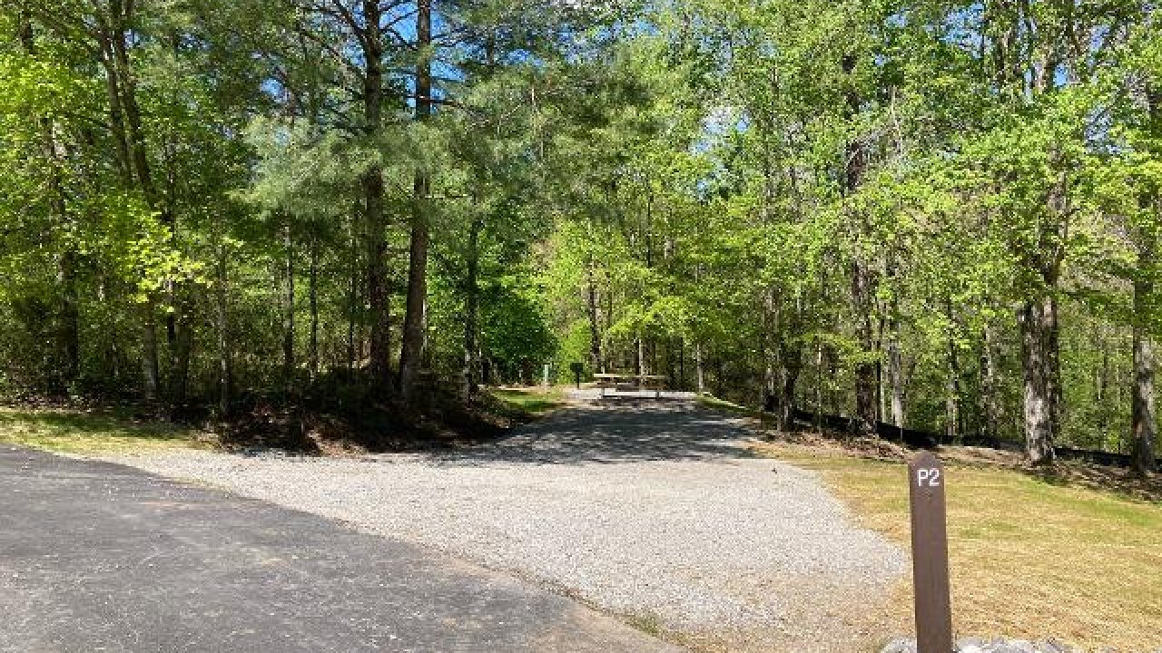 Gravel path in a lush green forest under a clear blue sky.