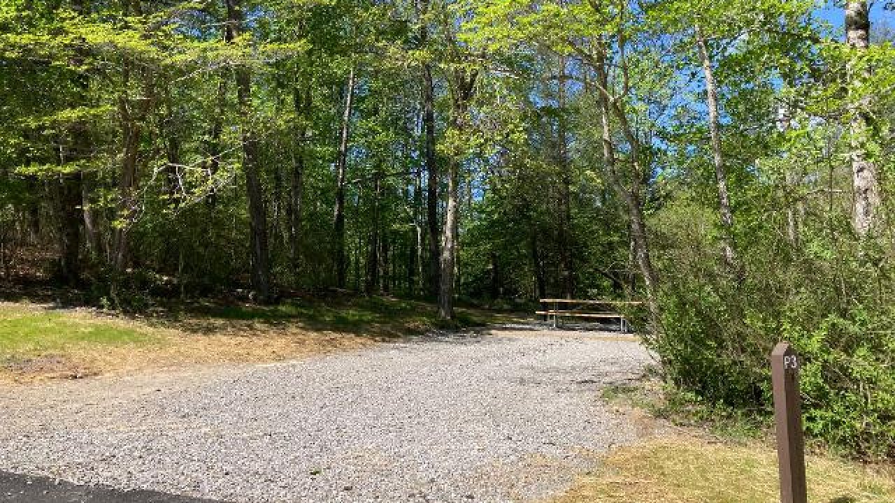 Gravel path through a sunlit forest clearing.