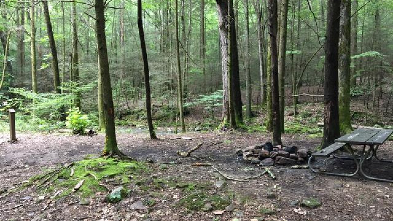 Forest clearing with picnic table and fire pit.