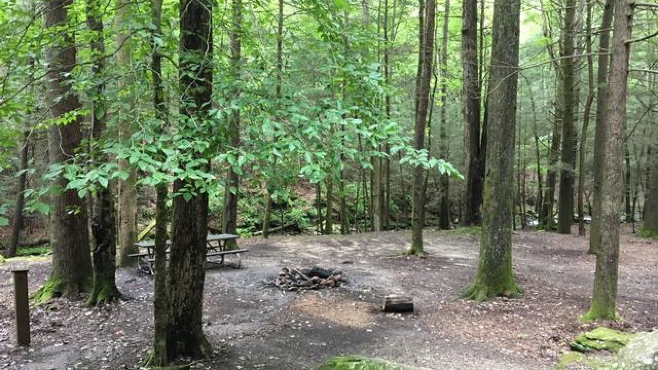 Forest campsite with picnic table and fire pit, surrounded by tall trees.