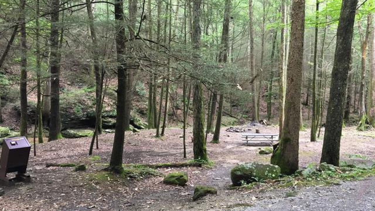 Forest campsite with trees, picnic table, and a bear-proof trash can nearby.