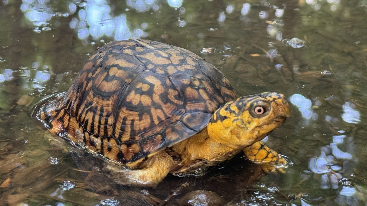 turtle