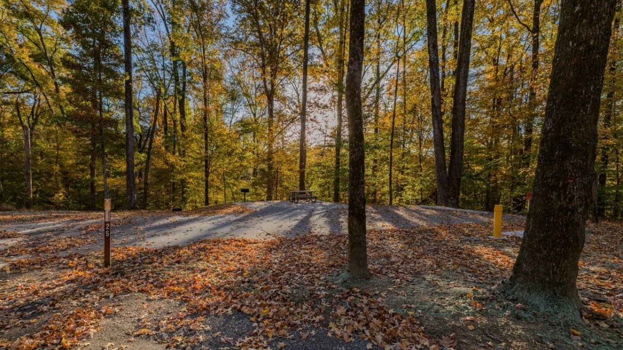 Autumn forest path with colorful leaves and sunlight filtering through trees.
