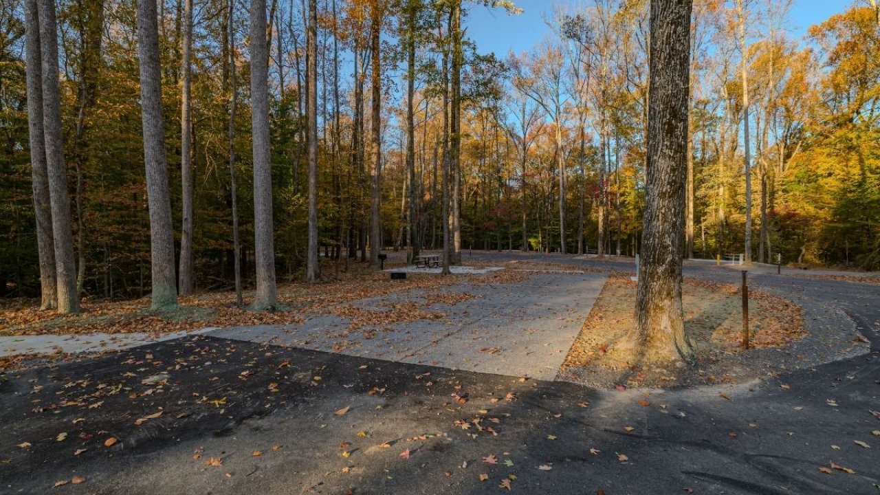 Forest road with scattered autumn leaves and tall, bare trees against blue sky.