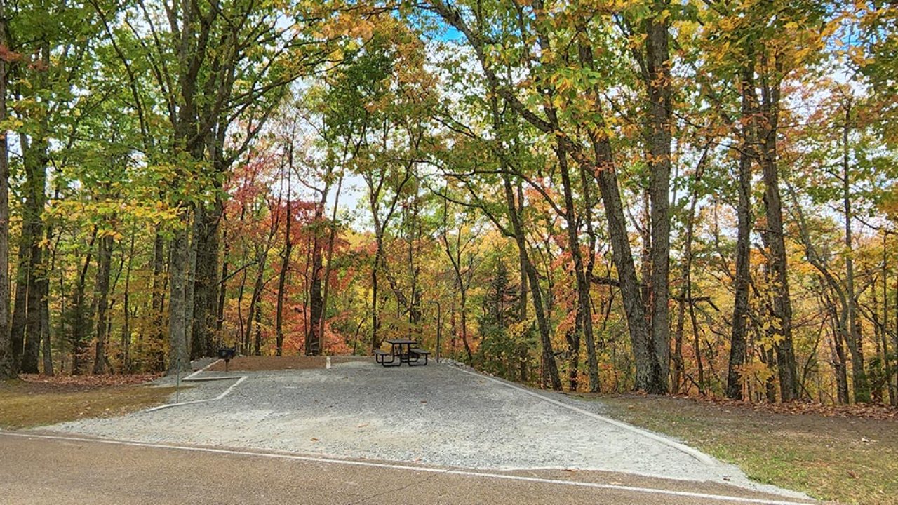 Gravel path surrounded by autumn trees with colorful leaves.