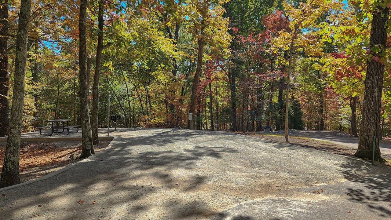 Forest path with colorful autumn leaves on trees.