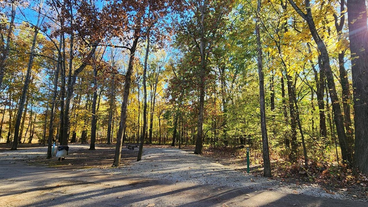 Sunlit autumn forest with colorful leaves and winding gravel path.