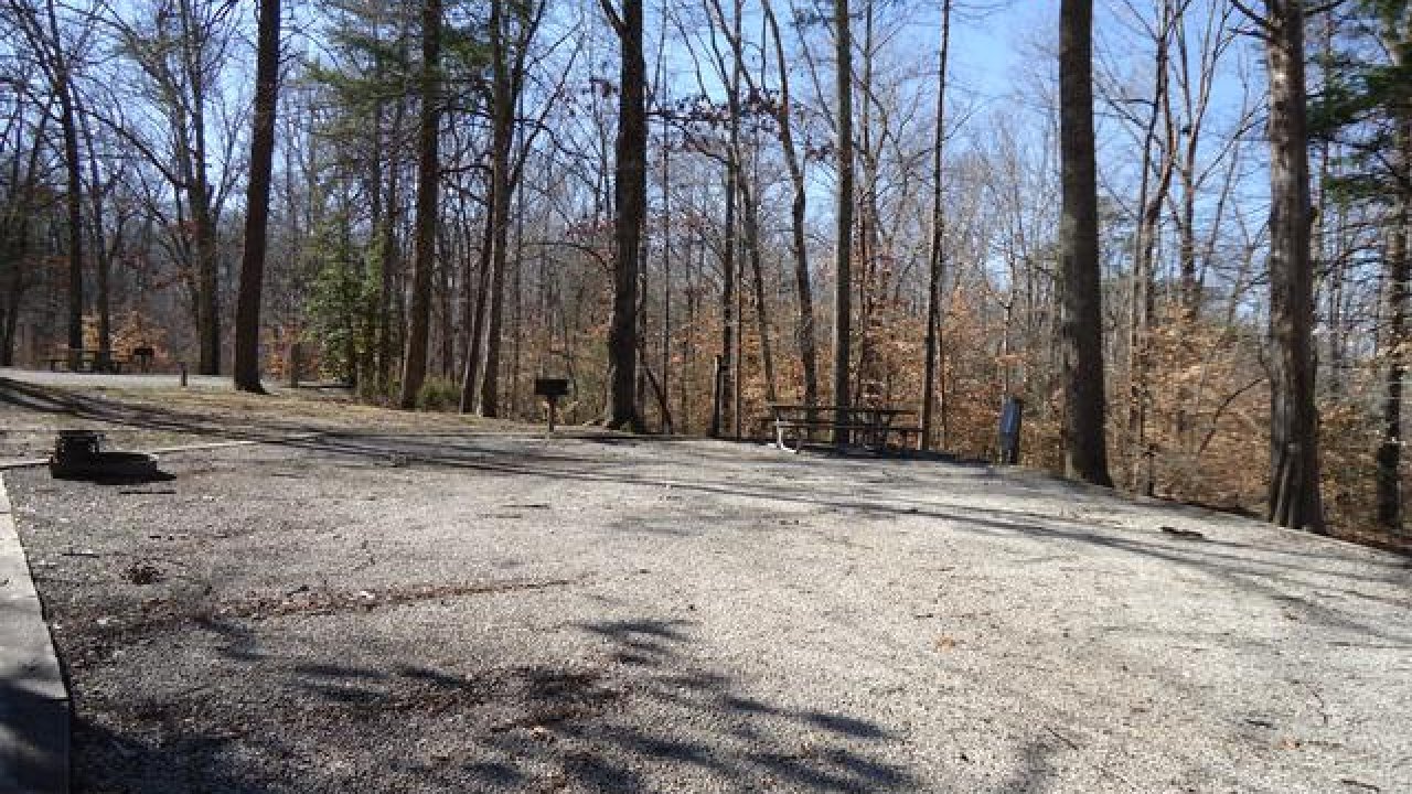 Wooded area with bare trees and a gravel path on a sunny day.