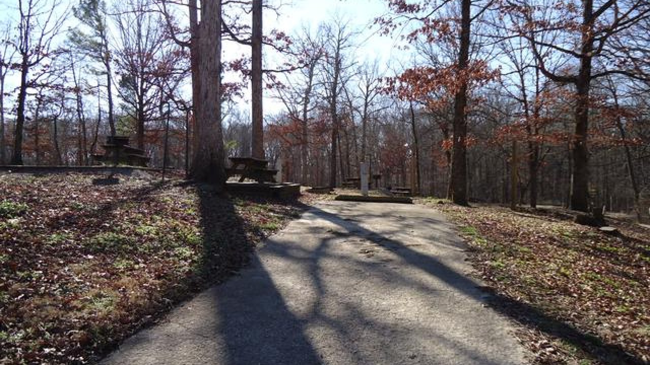 Pathway in a park with bare trees and sunlight casting long shadows.