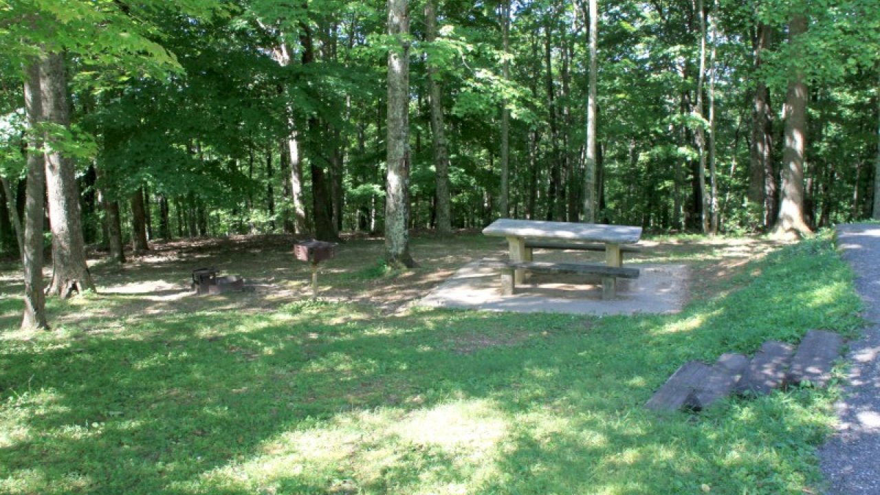 Picnic table in a sunlit forest clearing, surrounded by lush green trees.