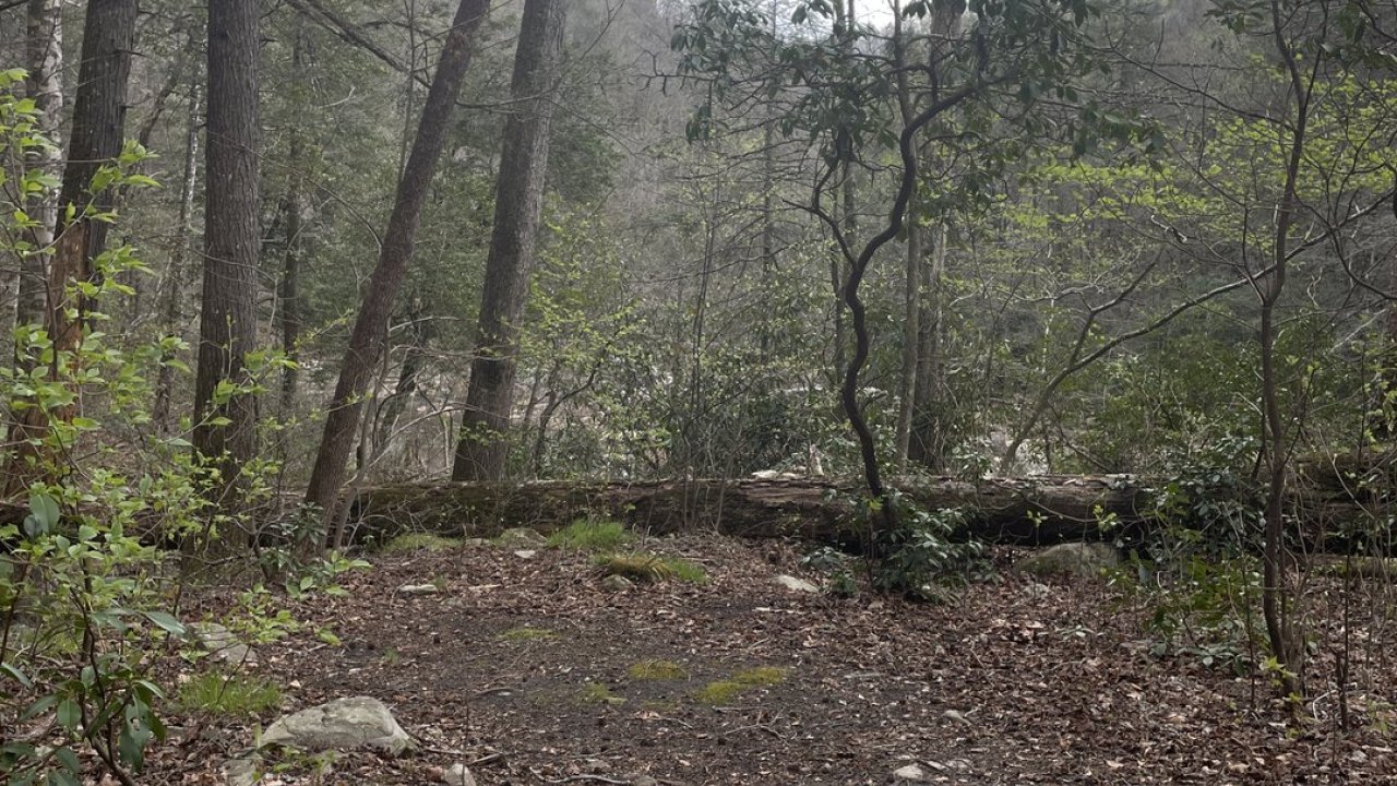 Forest clearing with bare trees under cloudy sky.