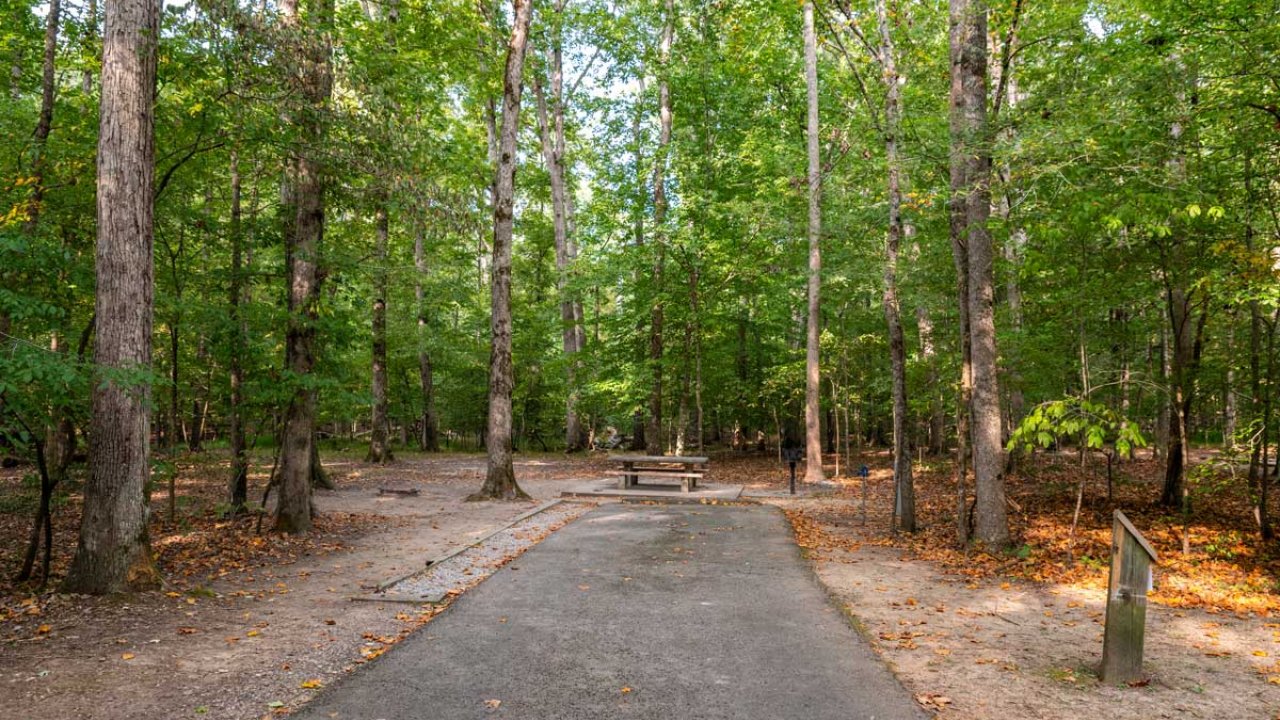 Path through a forest with tall green trees.