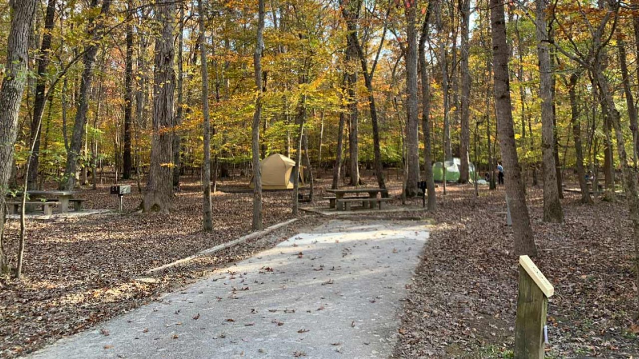 Path through a forest with autumn leaves and scattered picnic tables.
