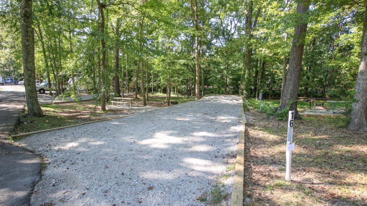 Gravel path through a sunlit forested area.