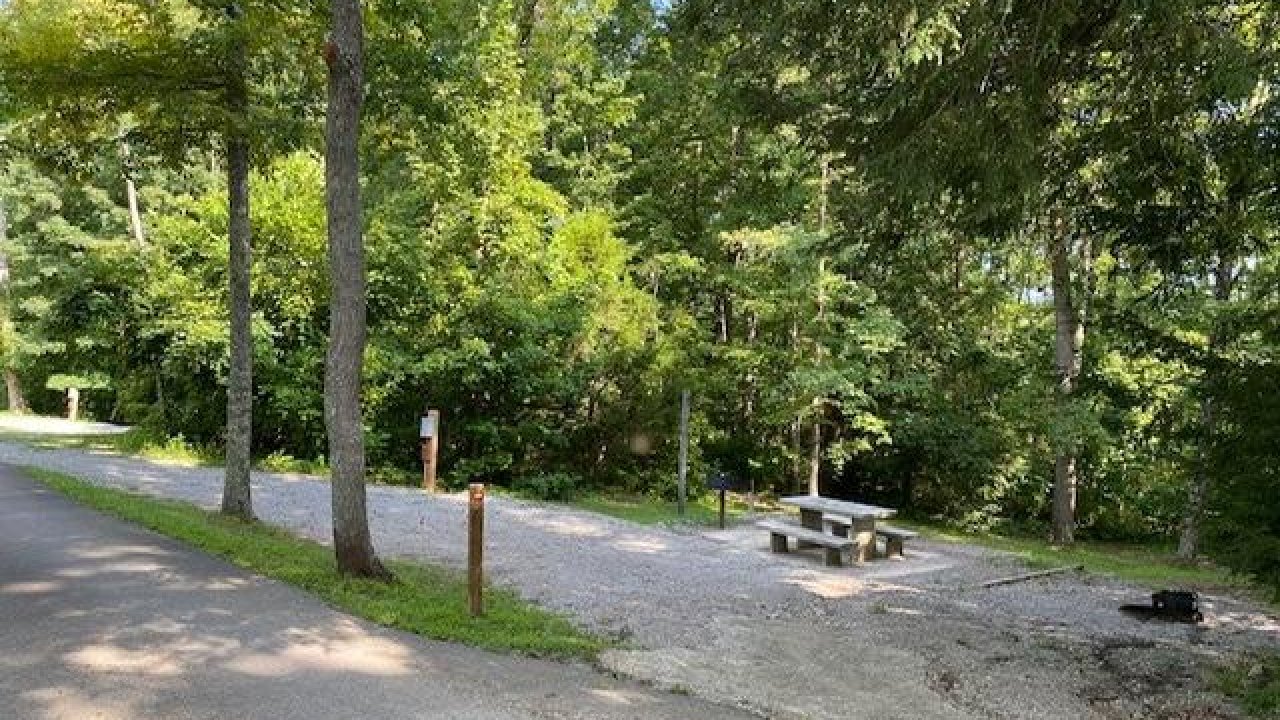 Forest campsite with picnic table near a gravel road.