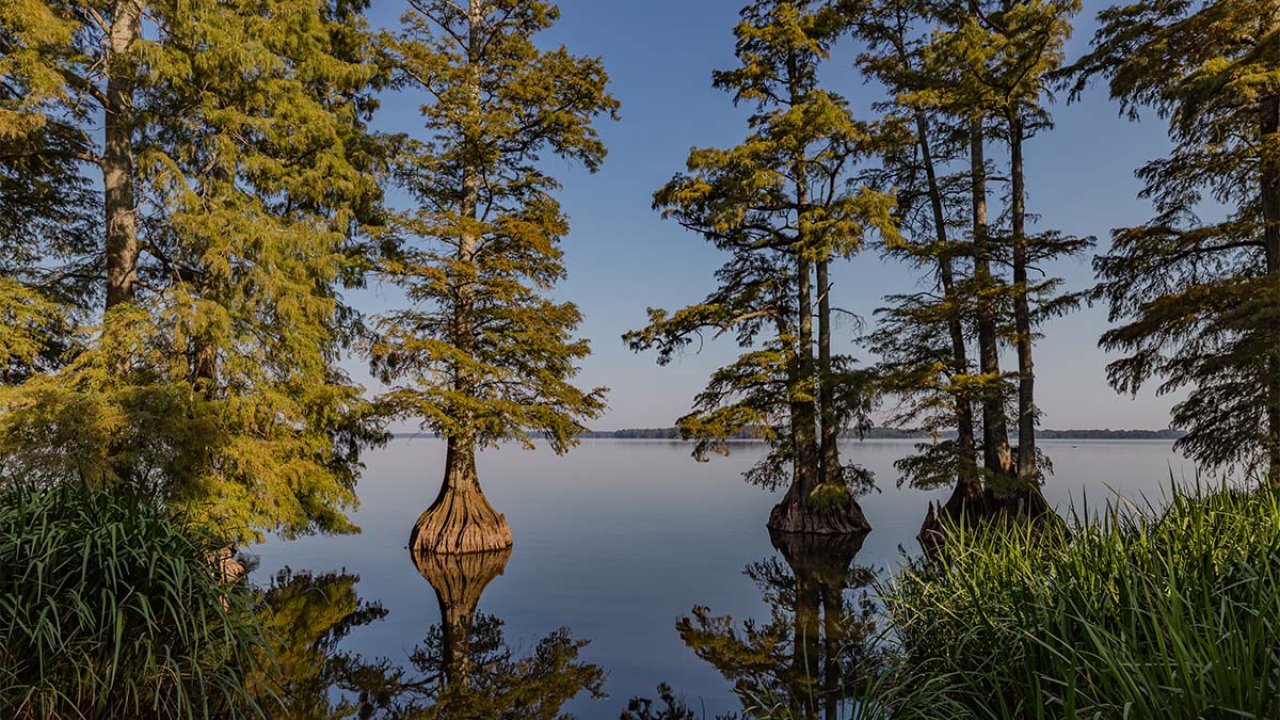 Calm lake with cypress trees reflecting in the water under a clear blue sky.