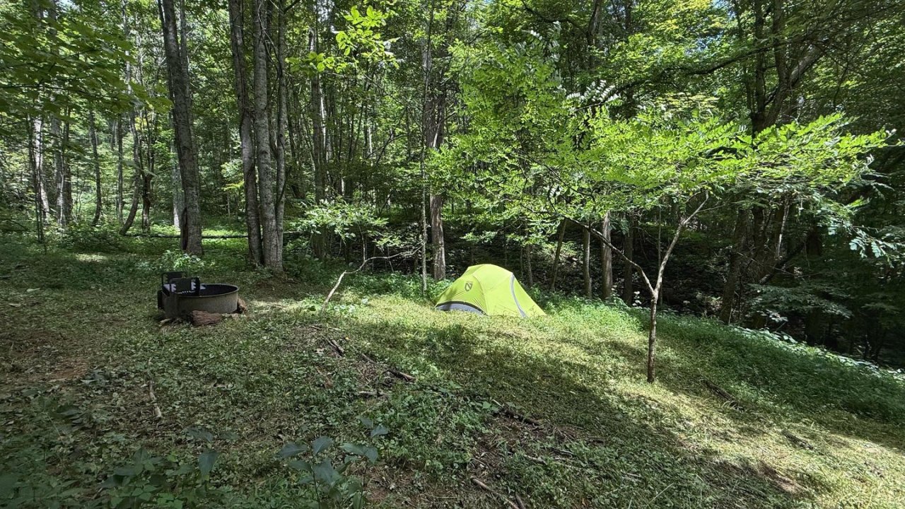 Green tent in a sunlit forest clearing, surrounded by trees.