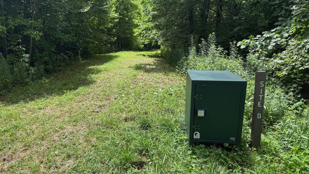Grassy path in a forest with a green utility box on the right.