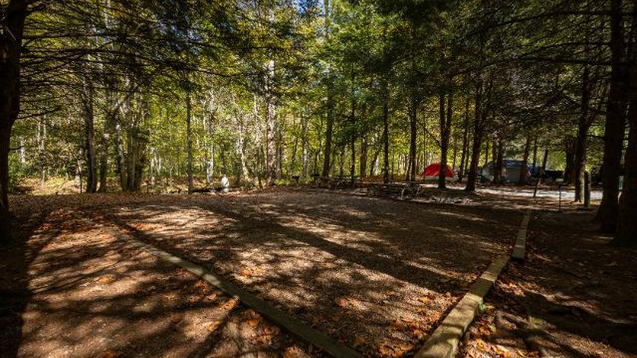 Forest campsite with sun-dappled ground and tents in the background.
