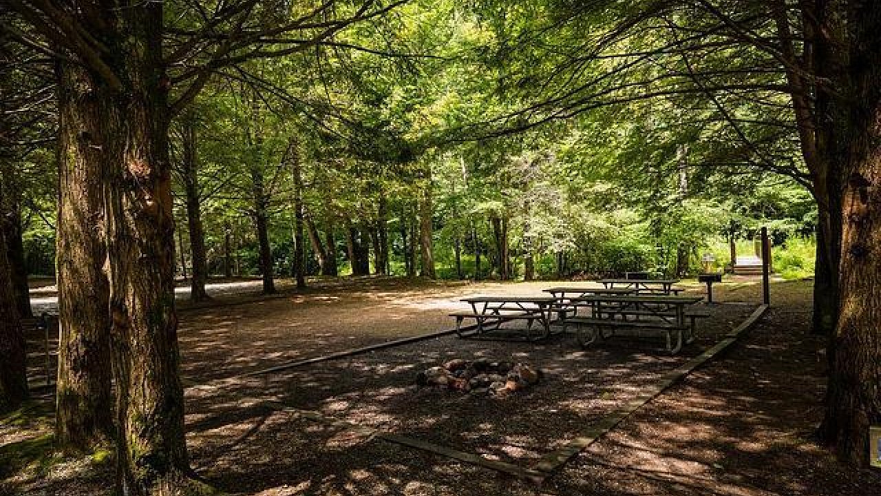 Sunny forest clearing with picnic tables and a fire pit.
