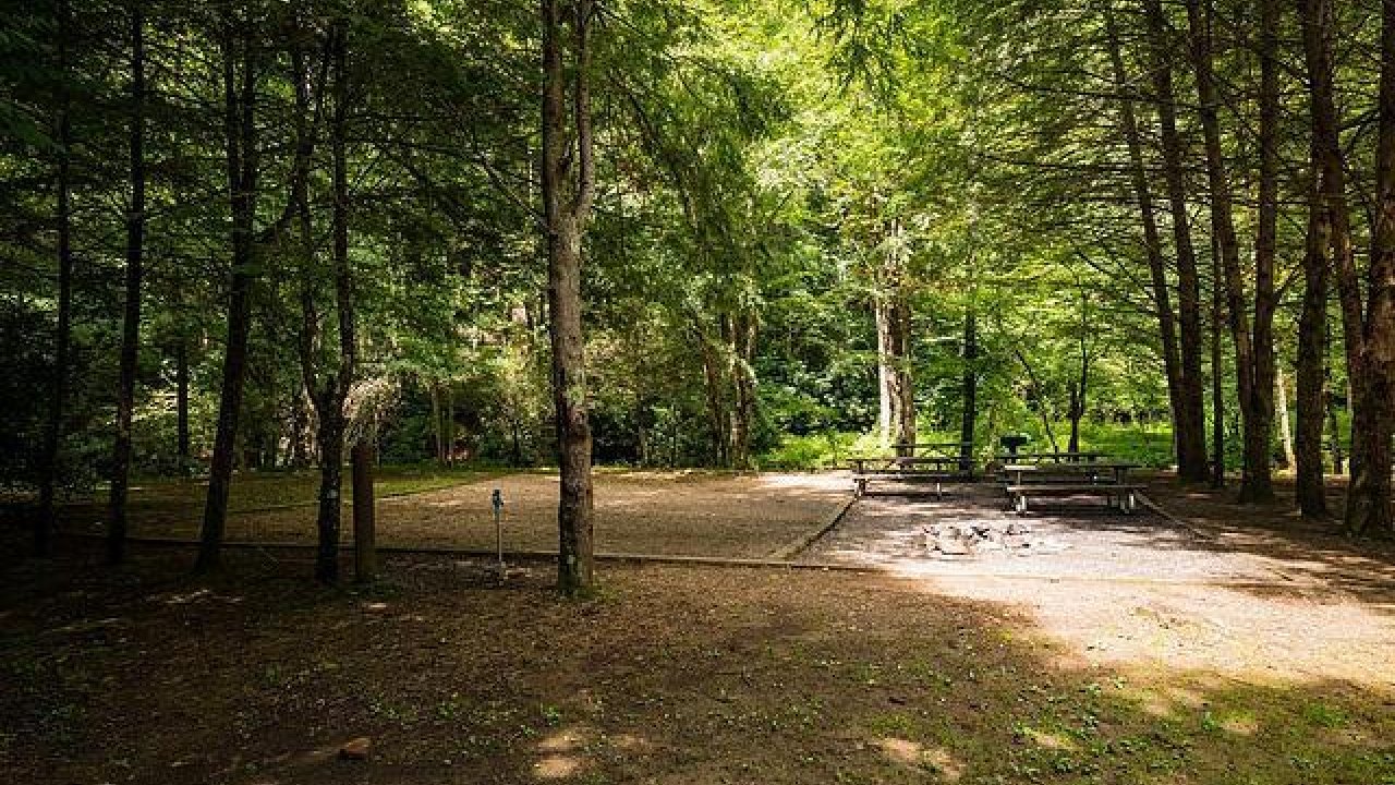 Shaded campsite surrounded by tall trees.