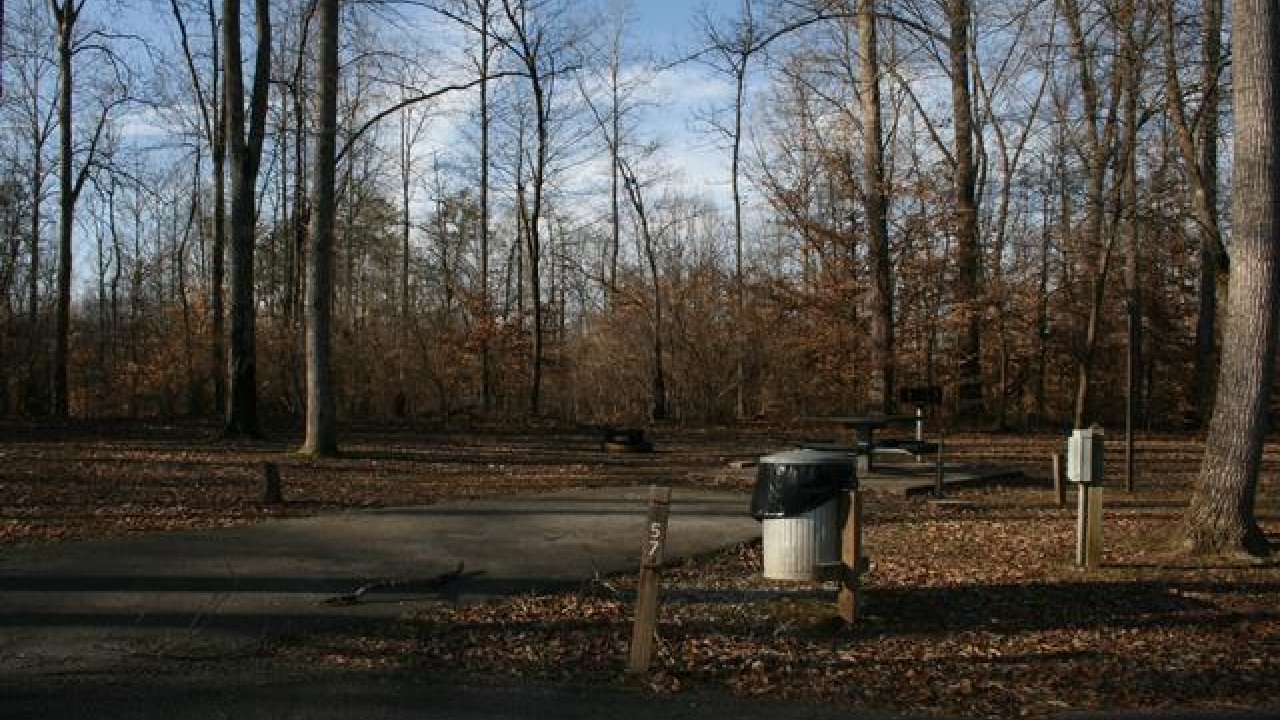 Camping site with trees, a road, and a trash bin on a sunny day.