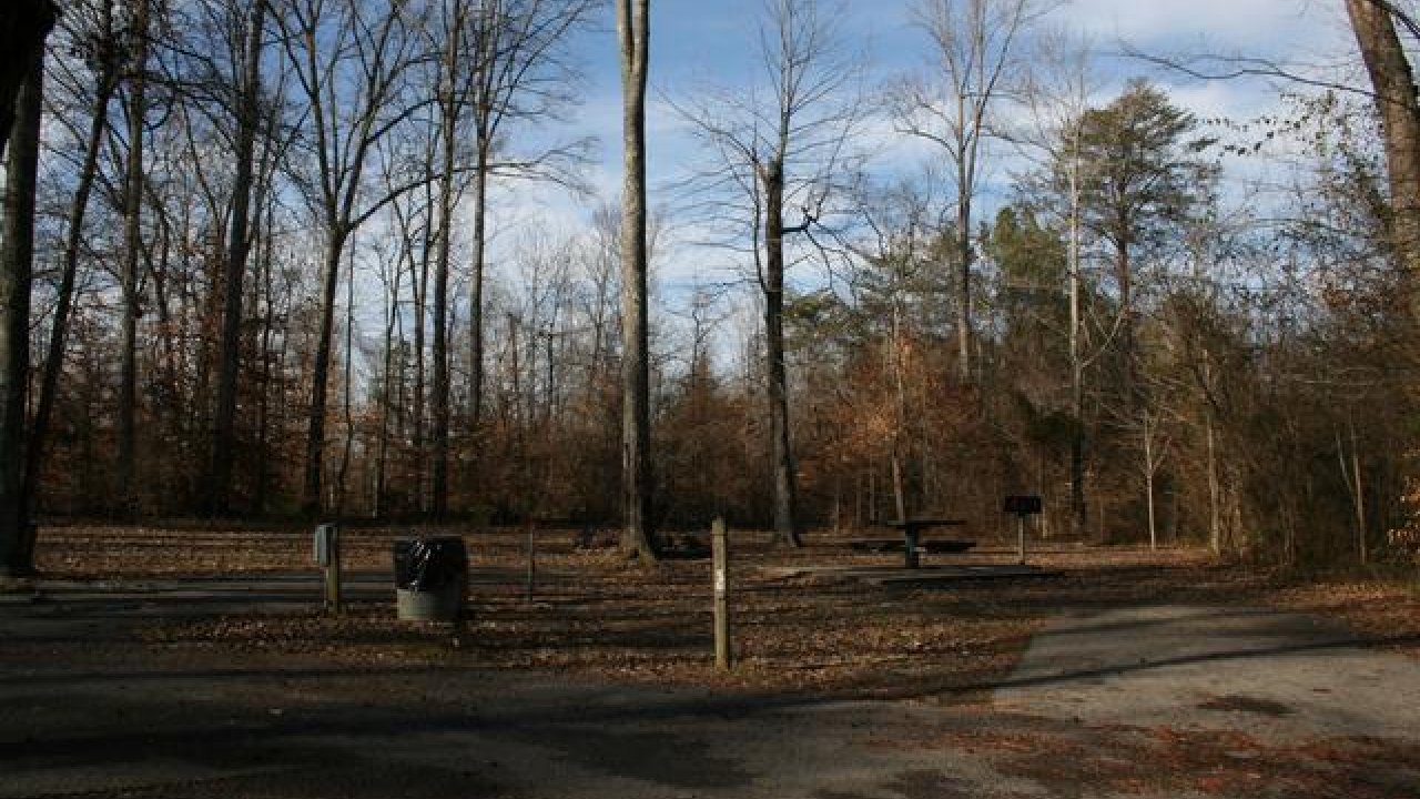 Forest clearing with scattered benches, bare trees, and a clear blue sky.