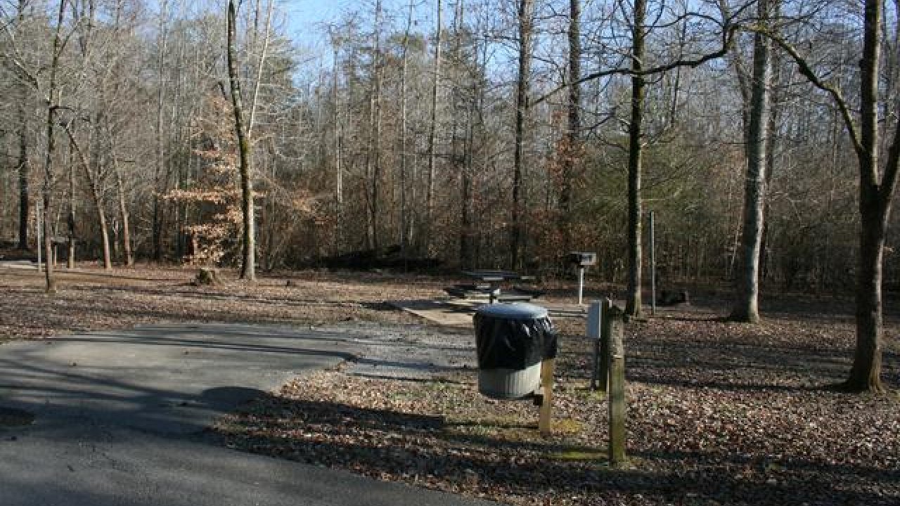 Empty woodland campsite with leaf-covered ground and bare trees.