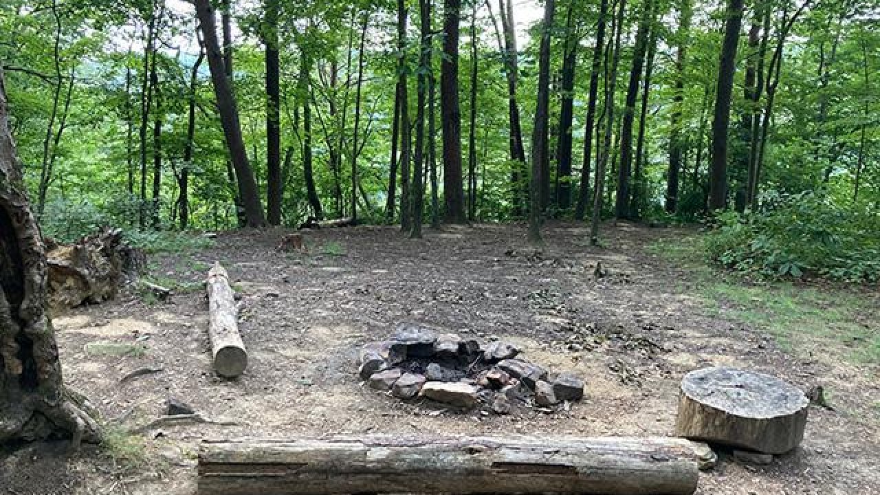 Forest clearing with fire pit and logs for seating.
