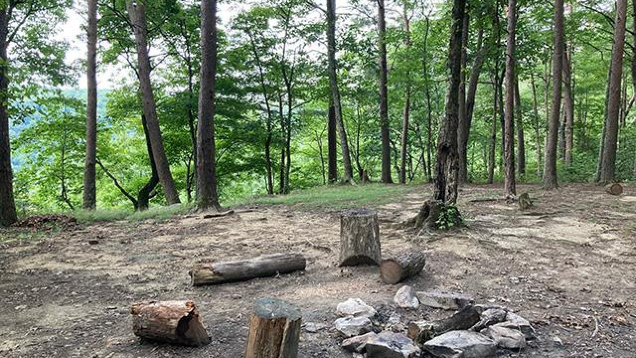 Forest clearing with a stone fire pit and logs.