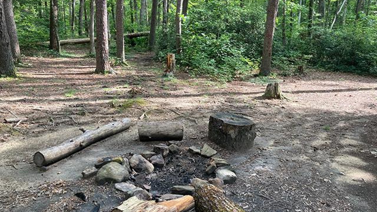 Campfire site in a wooded area with logs and stones surrounded by trees.