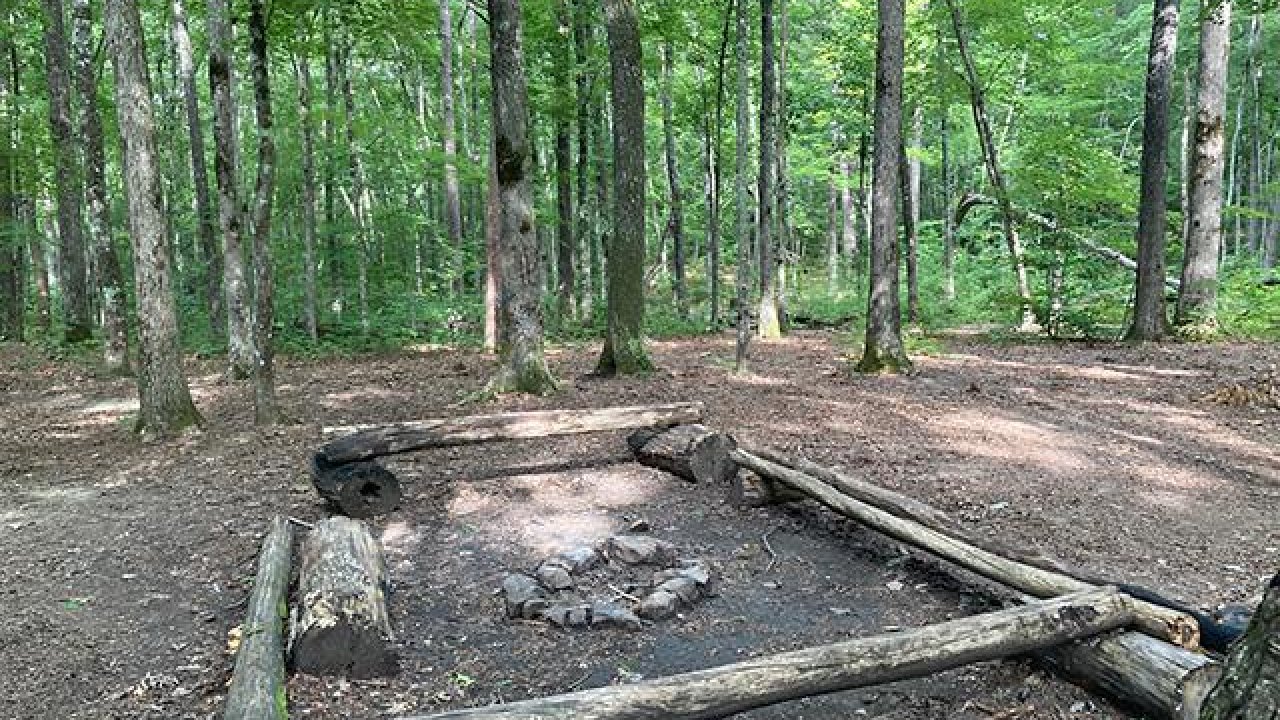 Campsite with fire pit surrounded by logs in a wooded area.
