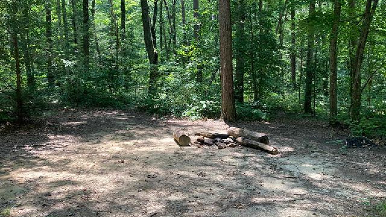 Sun-dappled clearing with a makeshift campfire in a dense forest.